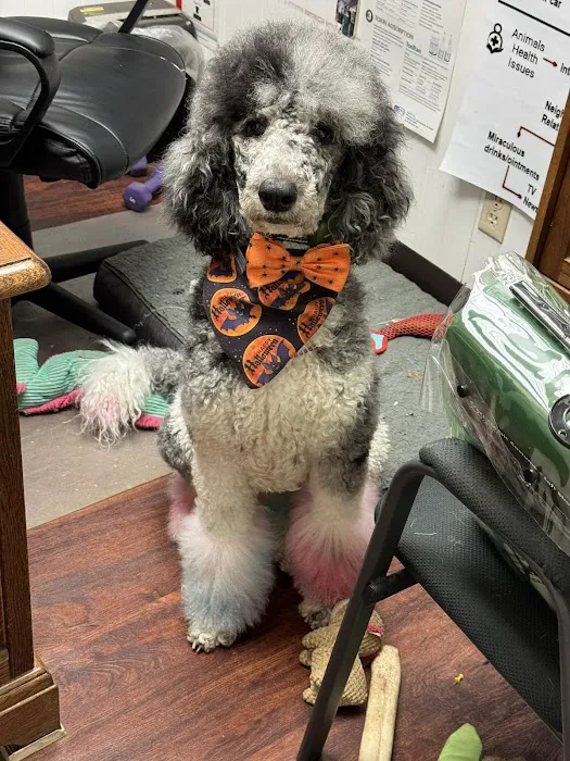 Casa Linda Animal Clinic Picture 8