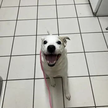 Casa Linda Animal Clinic Picture 10