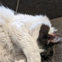 Casa Linda Animal Clinic: Charles Debora DVM ico