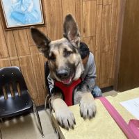 Animal Medical Clinic ico