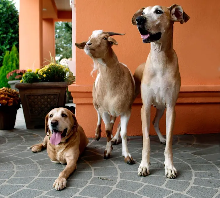 East Lake Veterinary Hospital Picture 9