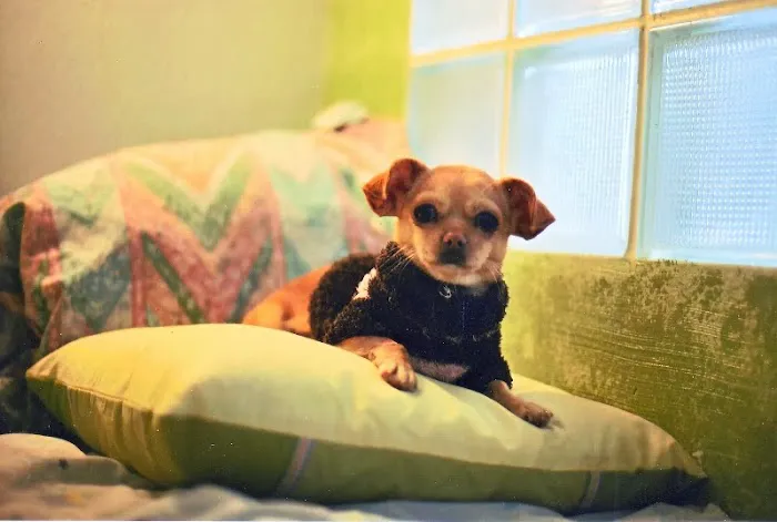 East Lake Veterinary Hospital Picture 10