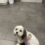 Meadow Central Veterinary Clinic