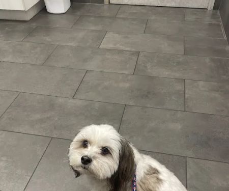 Meadow Central Veterinary Clinic