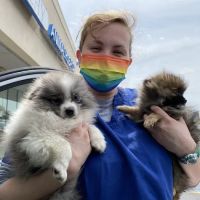 Sheehy Animal Hospital ico