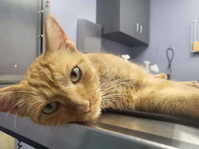 Sheehy Animal Hospital Picture 2