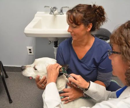 Jeffrey Animal Hospital