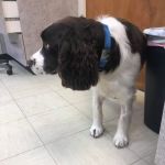 Bloom Animal Hospital