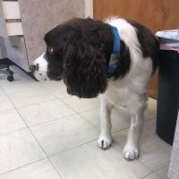 Bloom Animal Hospital ico