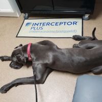 Advanced Veterinary Medical Center ico