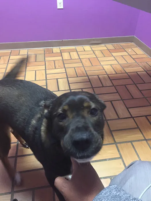AlfaVet Animal Hospital Picture 1
