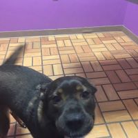 AlfaVet Animal Hospital ico