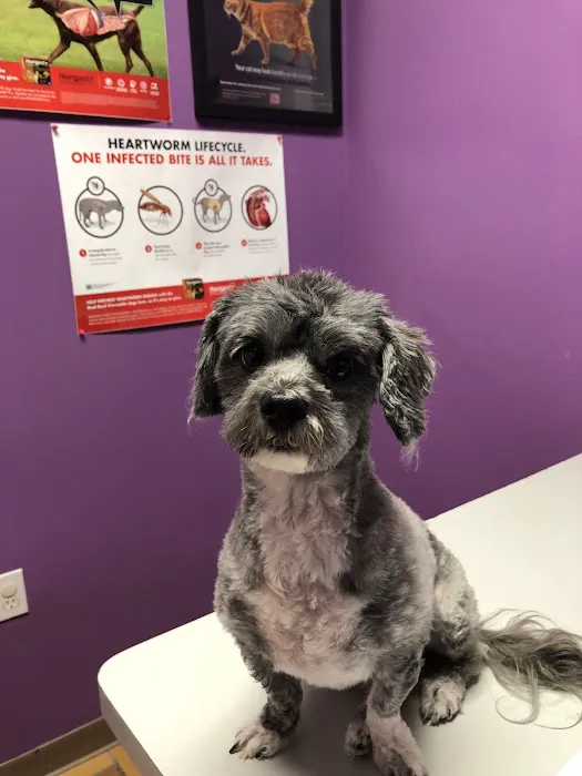 AlfaVet Animal Hospital Picture 2
