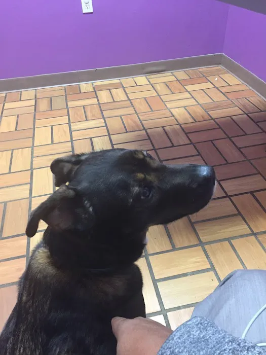 AlfaVet Animal Hospital Picture 8