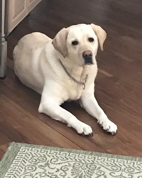 Allen Animal Hospital Picture 1