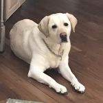 Allen Animal Hospital