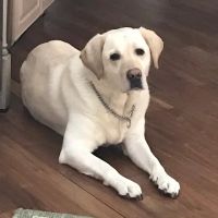 Allen Animal Hospital ico