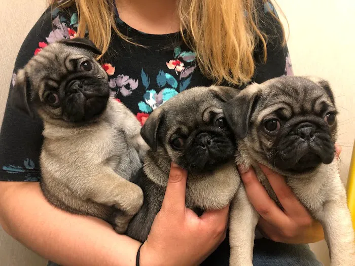 Allen Animal Hospital Picture 2