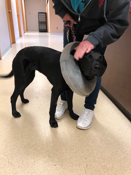 Allen Animal Hospital Picture 5