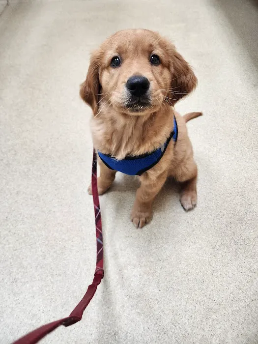 Allen Animal Hospital Picture 8