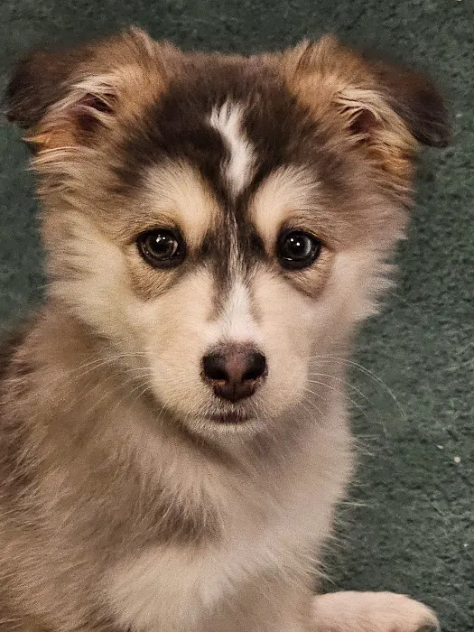 Allen Animal Hospital Picture 9