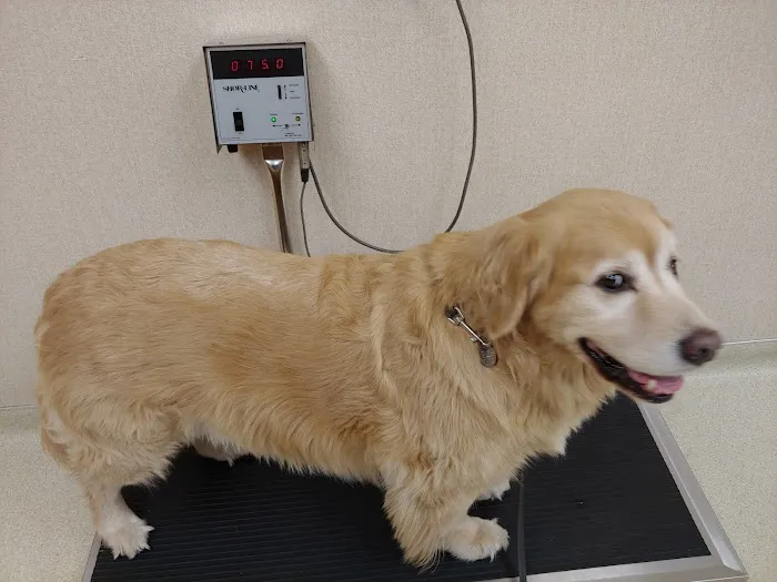 Allen Animal Hospital Picture 10