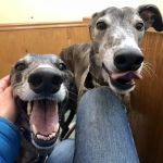 Unleashed Pet Care