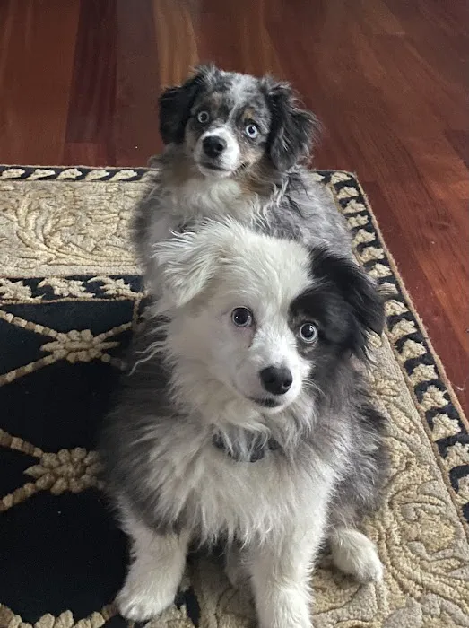 Unleashed Pet Care Picture 5