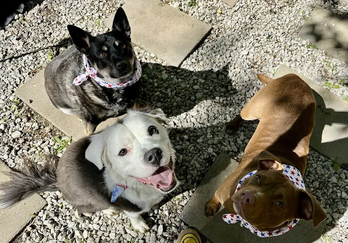 Unleashed Pet Care Picture 6