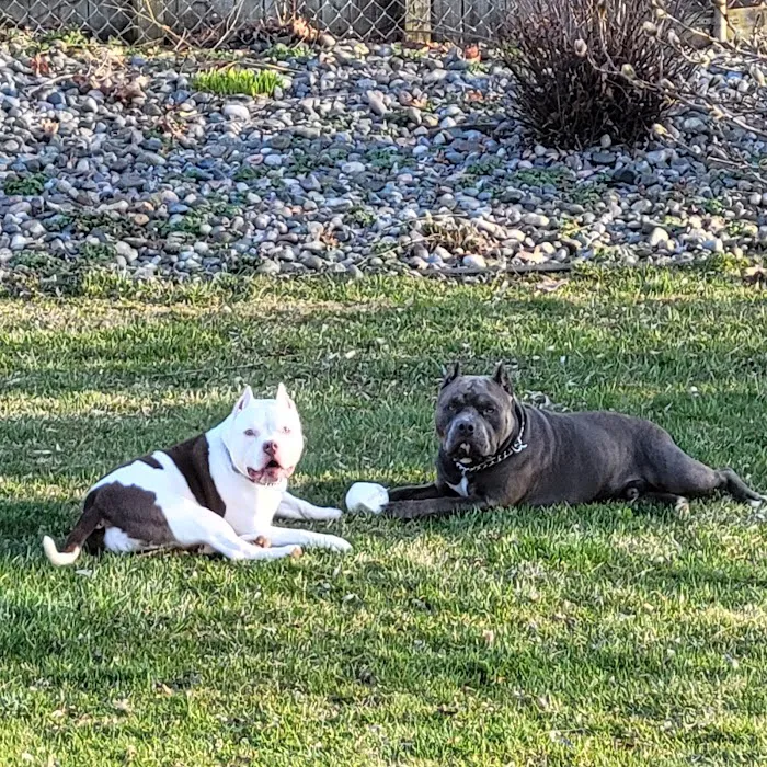 Unleashed Pet Care Picture 7