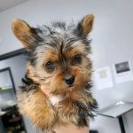 Animal Care Hospital of Livonia