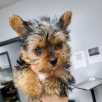 Animal Care Hospital of Livonia ico
