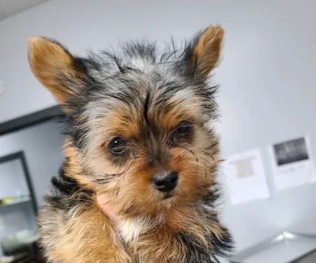 Animal Care Hospital of Livonia