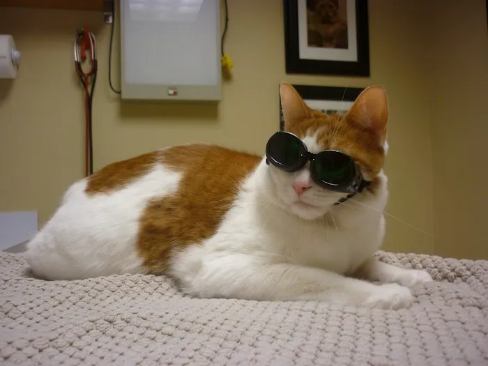 D'Adamo Veterinary Hospital Picture 2