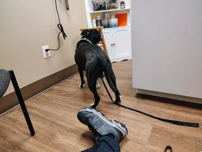 D'Adamo Veterinary Hospital Picture 9