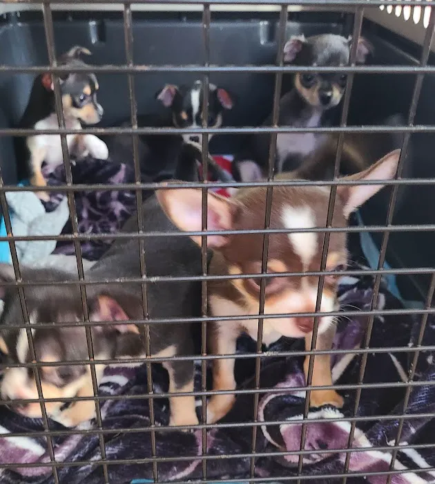 Amazon Animal Clinic Picture 2