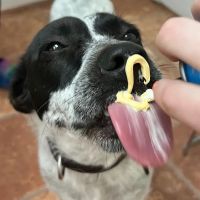 Garden City Veterinary Hospital ico
