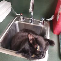 Dearborn Family Pet Care ico