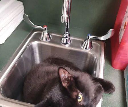 Dearborn Family Pet Care