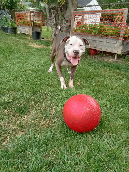 Dearborn Family Pet Care Picture 10
