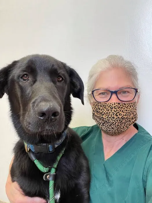 Dearborn Family Pet Care Picture 9