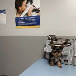 ALFA CARE ANIMAL HOSPITAL