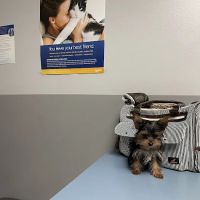 ALFA CARE ANIMAL HOSPITAL ico