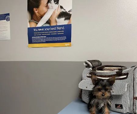 ALFA CARE ANIMAL HOSPITAL