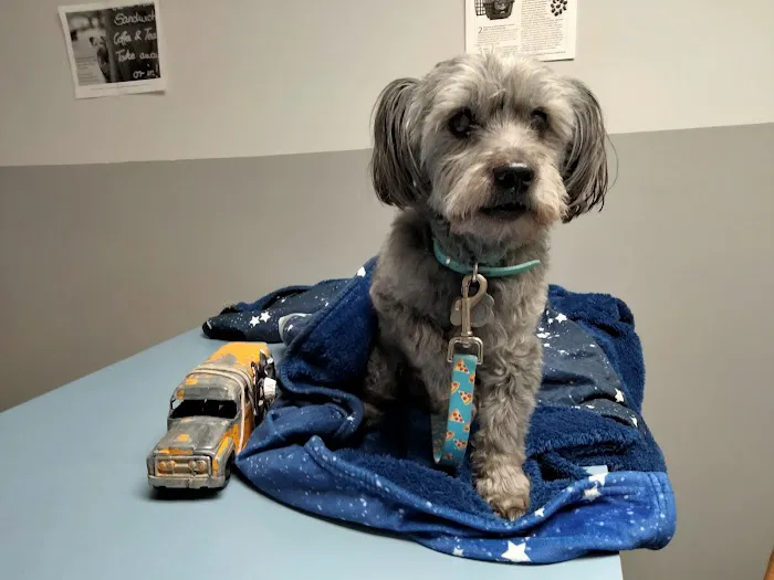 ALFA CARE ANIMAL HOSPITAL Picture 3