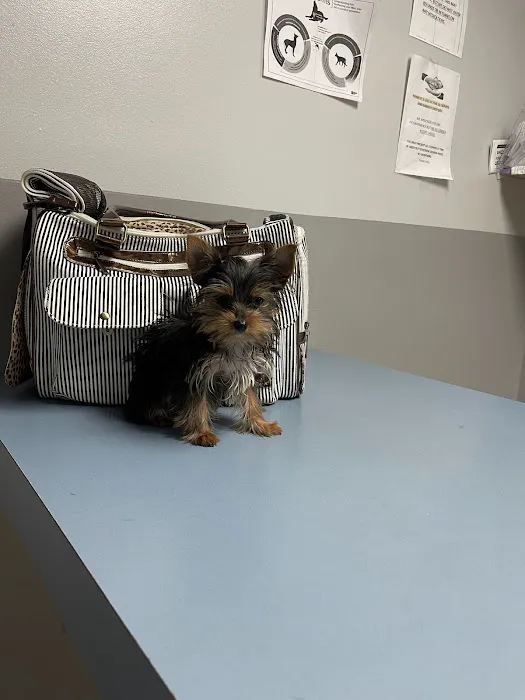 ALFA CARE ANIMAL HOSPITAL Picture 9