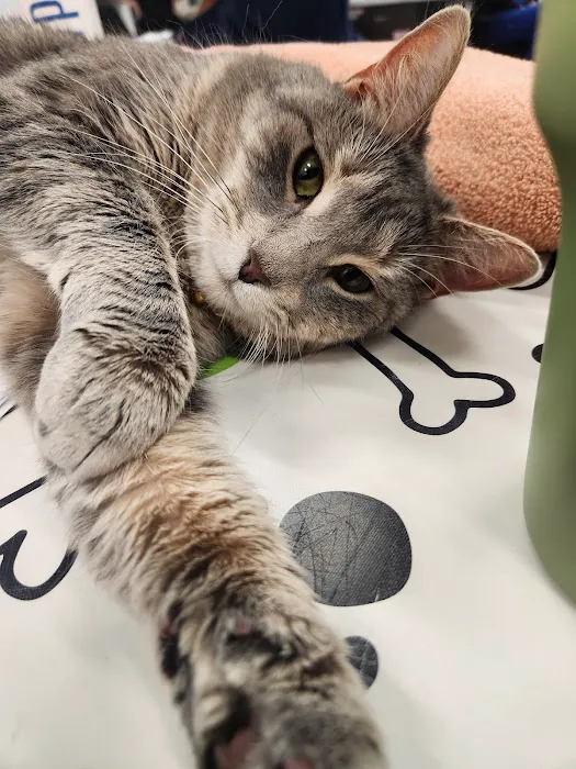 Metropolitan Veterinary Center Picture 1