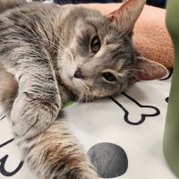 Metropolitan Veterinary Center ico