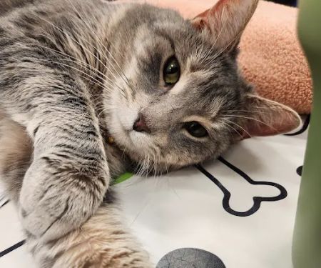 Metropolitan Veterinary Center