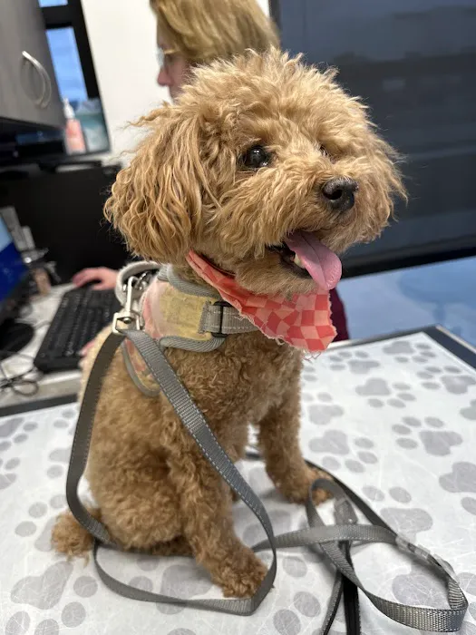 Metropolitan Veterinary Center Picture 4